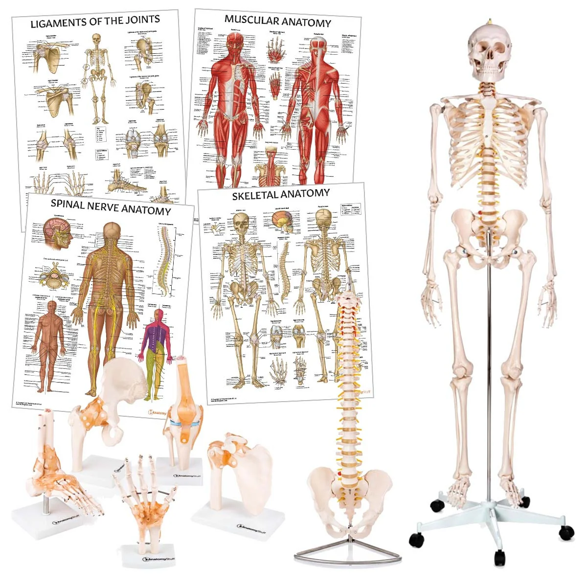 Physiotherapy clinic teaching aids
